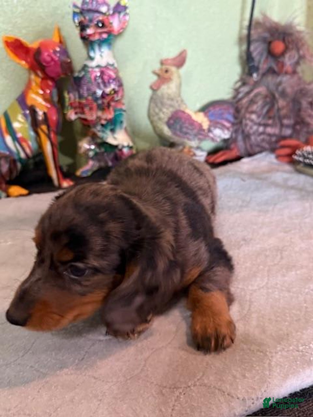 Miniature Dachshund dogs for sale: Gizmo - Image 1