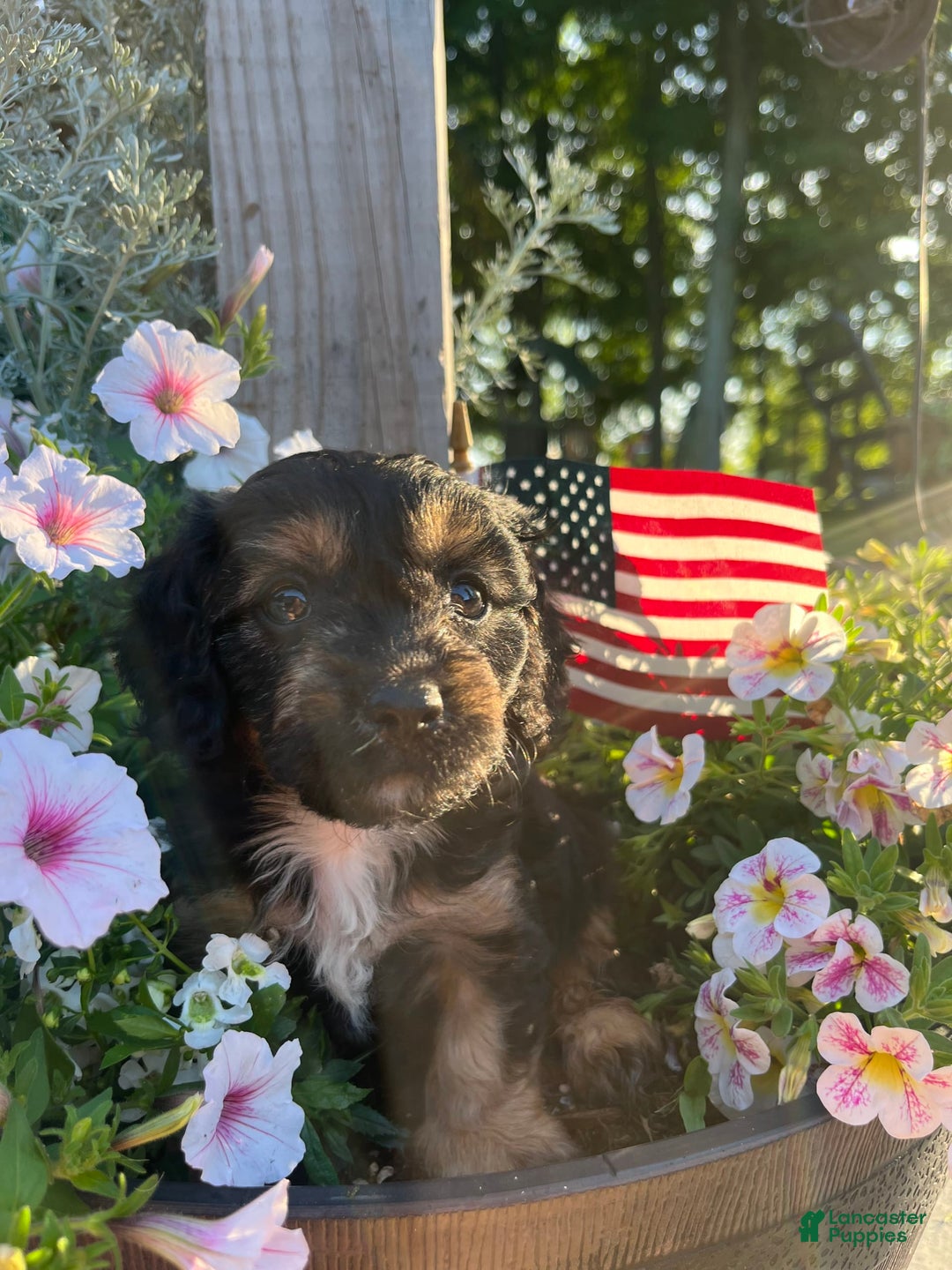 Cavapoo dogs for sale: Lads - Image 6