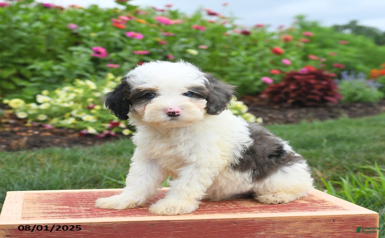 Miniature Poodle dogs for sale - Ad 4
