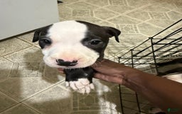 Canaan Dog dogs for sale: Snoop - Image 2