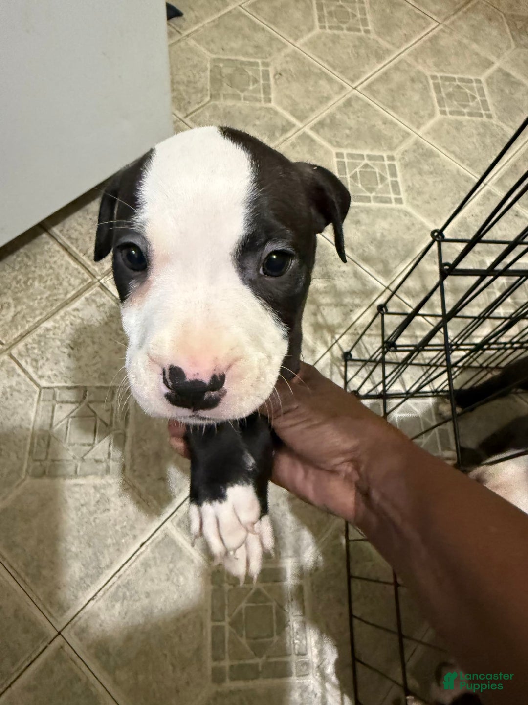Canaan Dog dogs for sale: Snoop - Image 2