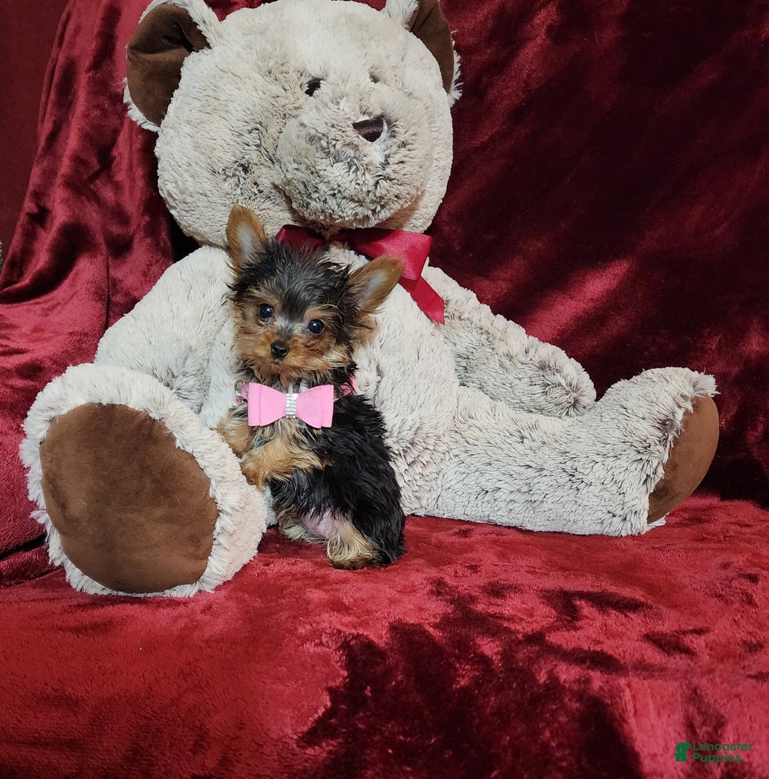 Yorkshire Terrier dogs for sale: Munchkin - Image 10