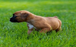 Boxer dogs for sale: Destiny - Image 2
