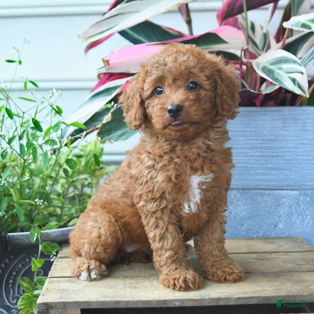 Mini Goldendoodle dogs for sale: Paige - Image 3