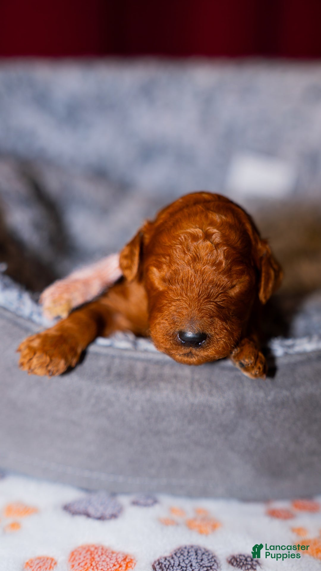 Standard Poodle dogs for sale: Violet Pink Collar Poodle - Image 2