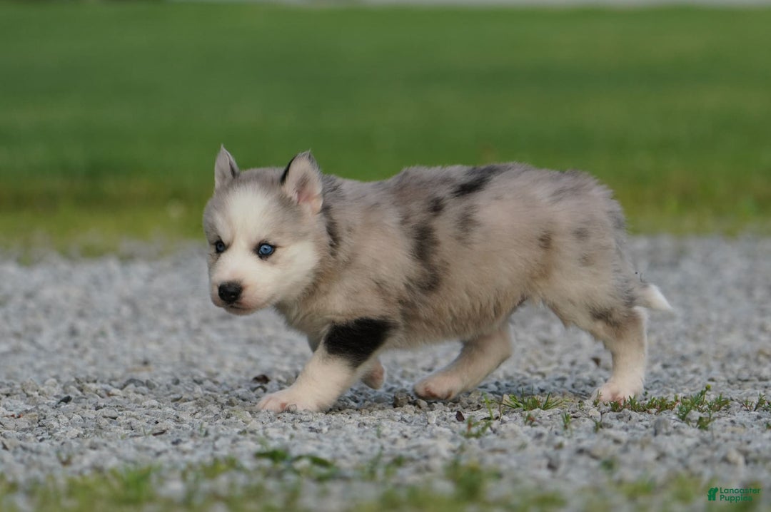 Gerberian Shepsky dogs for sale: Romeo - Image 9