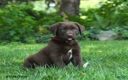 Labrador Retriever dogs for sale: Milo - Image 1