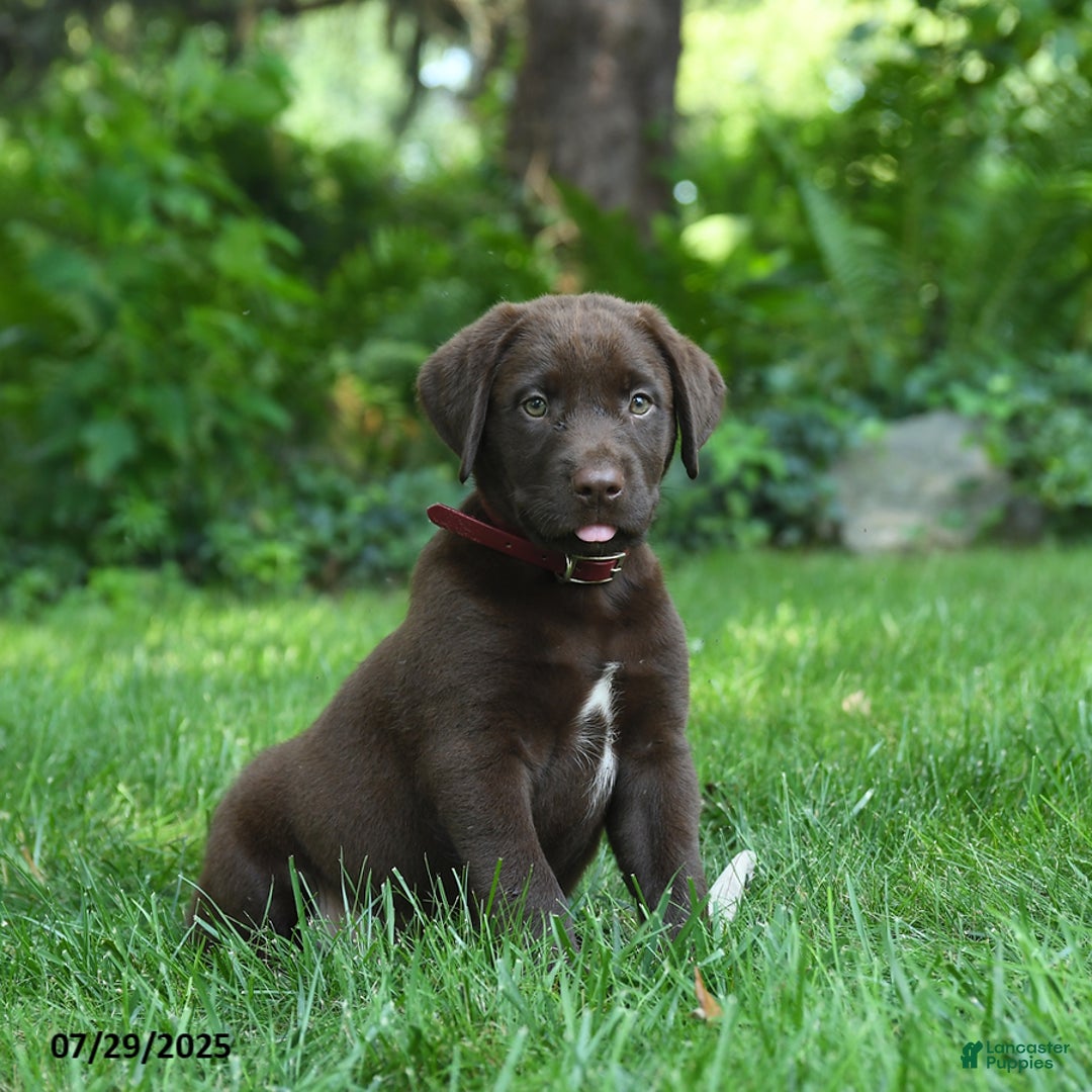 Labrador Retriever dogs for sale: Milo - Image 1