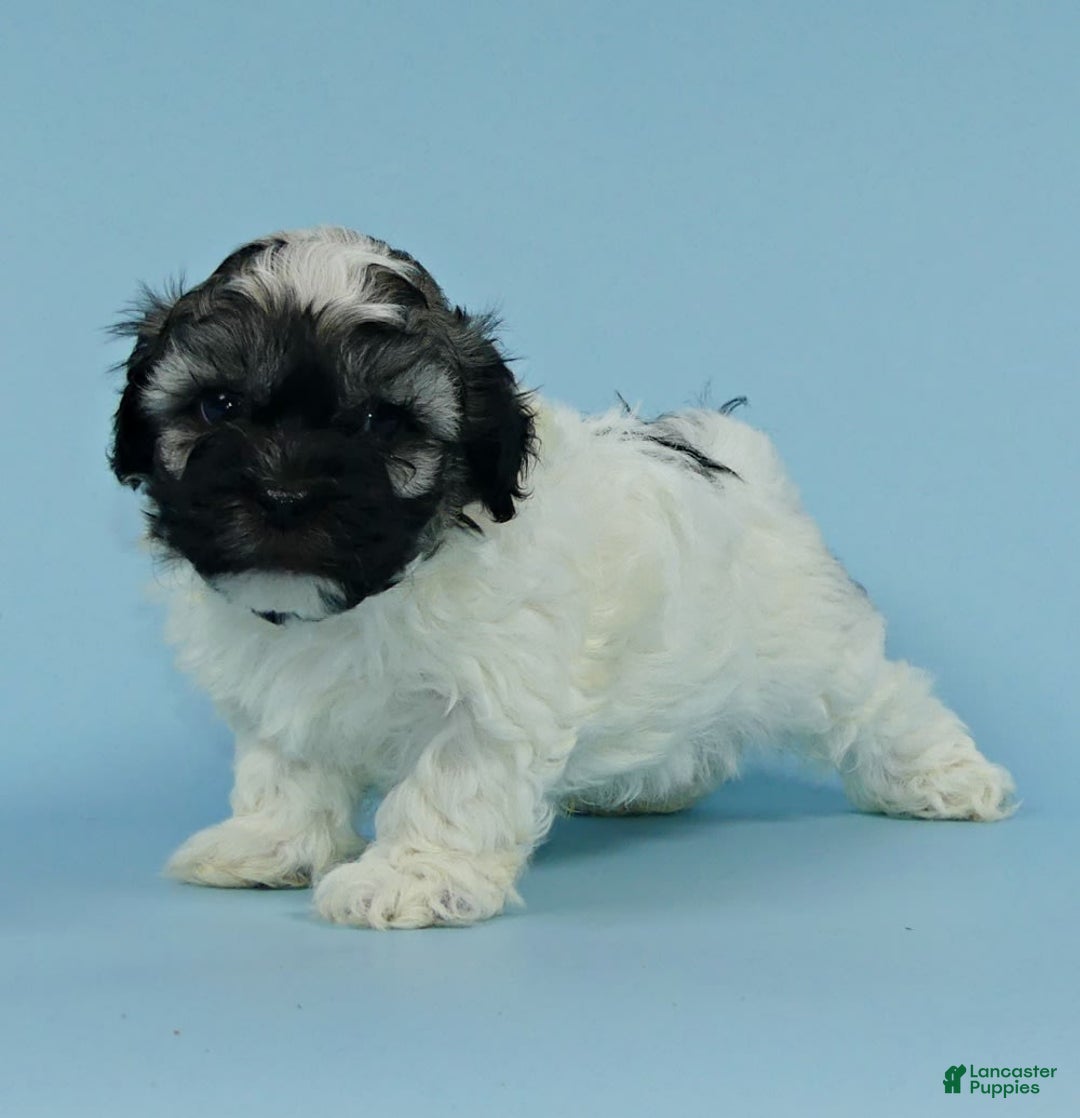 Havanese dogs for sale: Inigo - Image 6