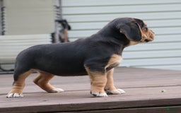 Beabull dogs for sale: Hope - Image 5