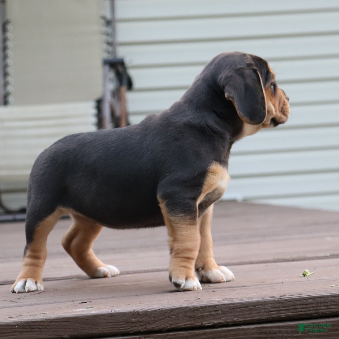 Beabull dogs for sale: Hope - Image 5