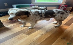 Australian Shepherd dogs for sale: Zoey - Image 6