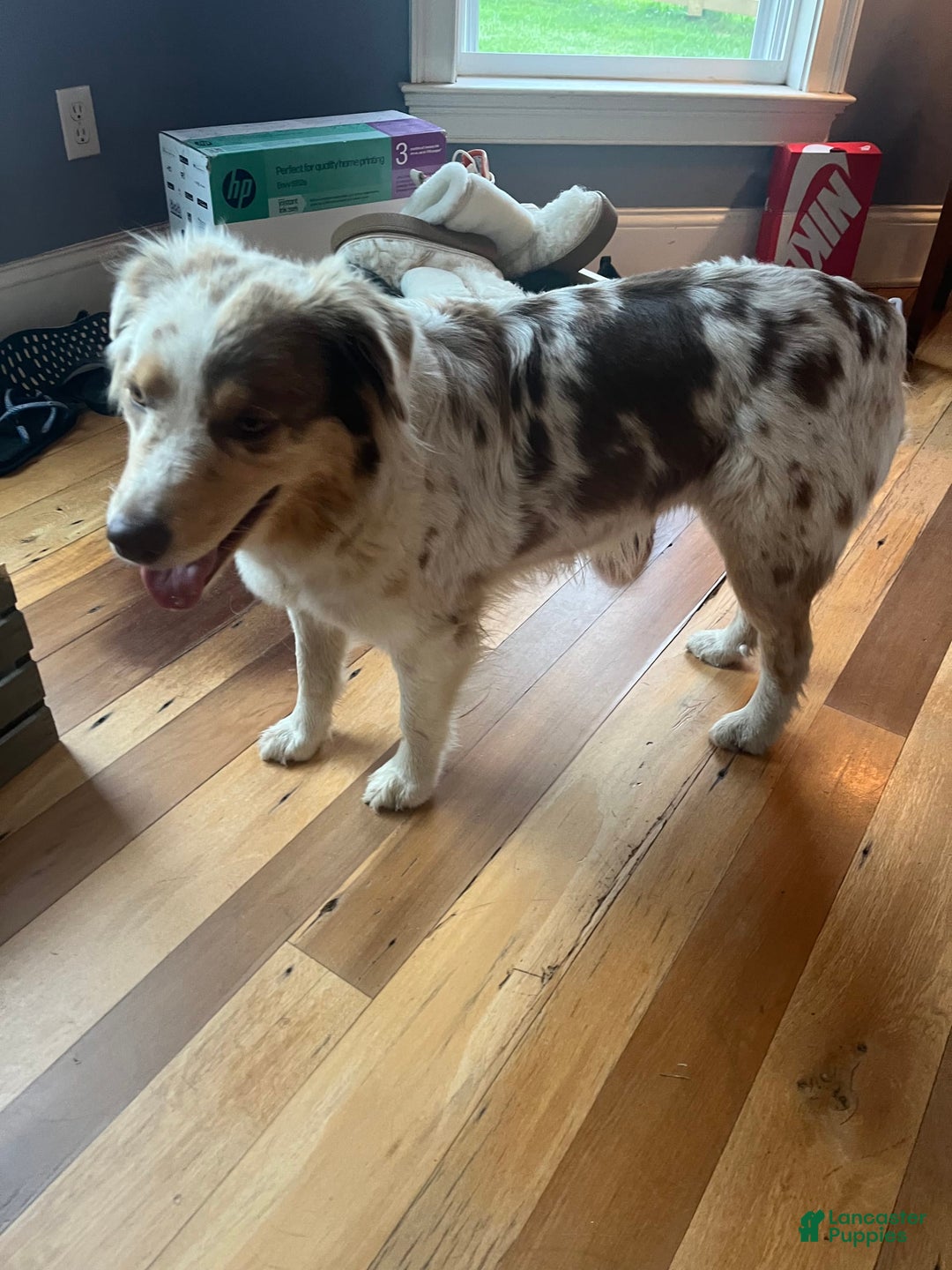 Australian Shepherd dogs for sale: Zoey - Image 6
