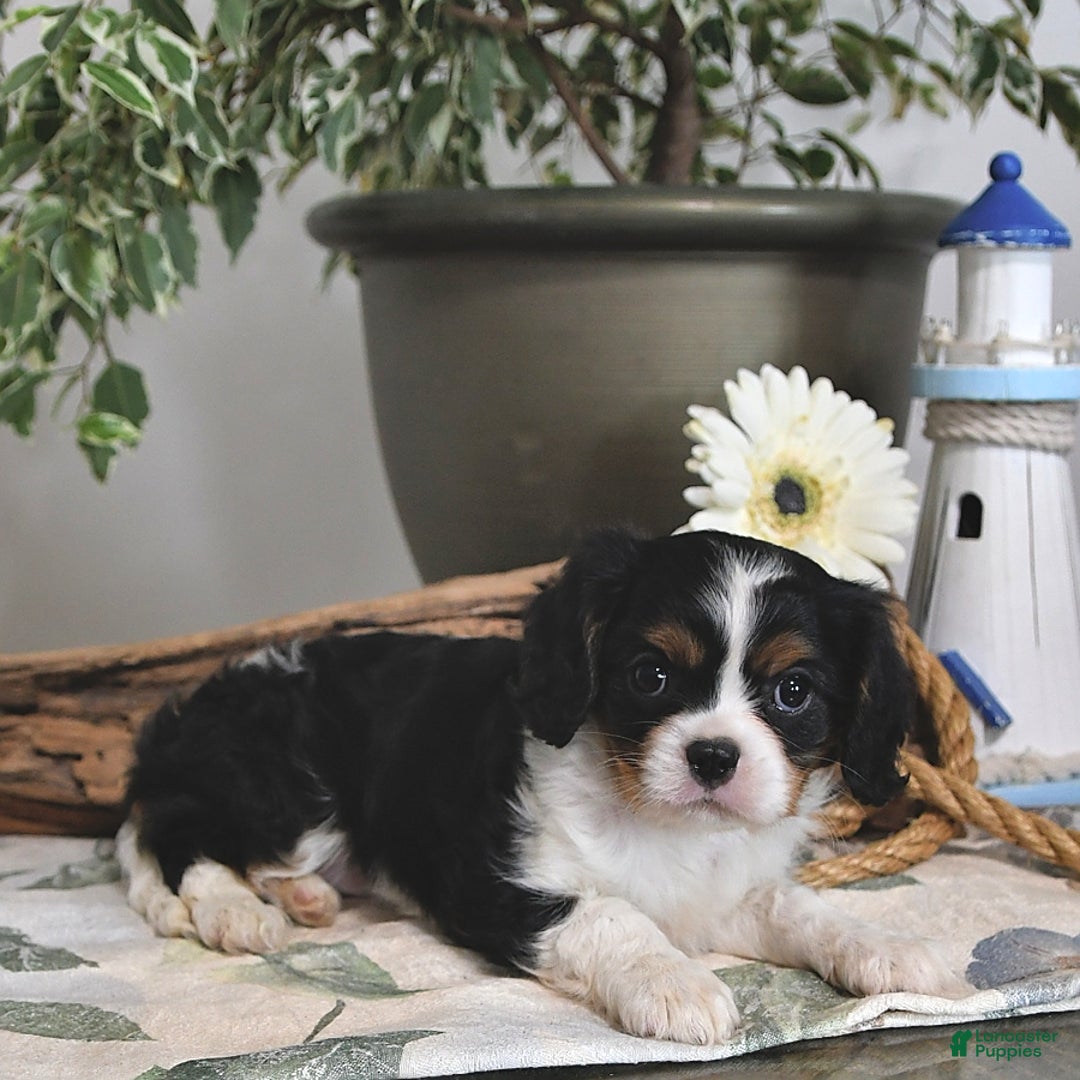 Cavalier King Charles Spaniel dogs for sale: Jan - Image 1