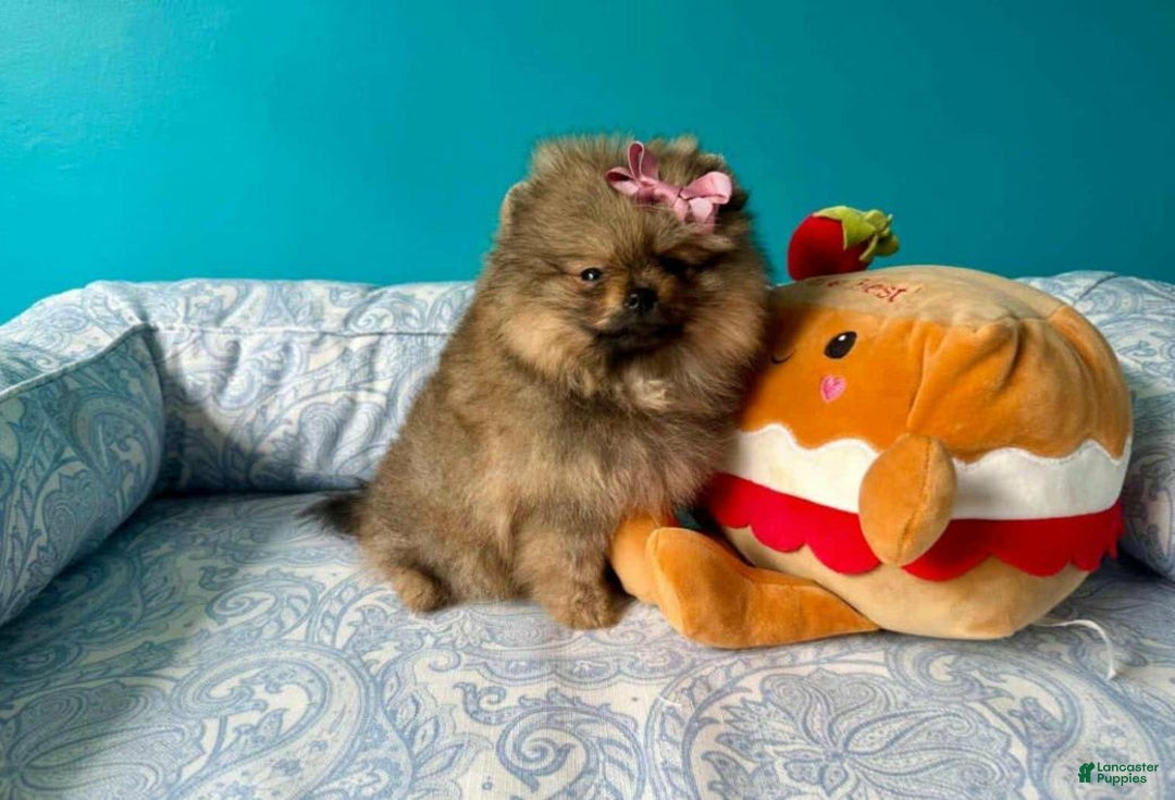 Pomeranian dogs for sale: Kayla - Image 1