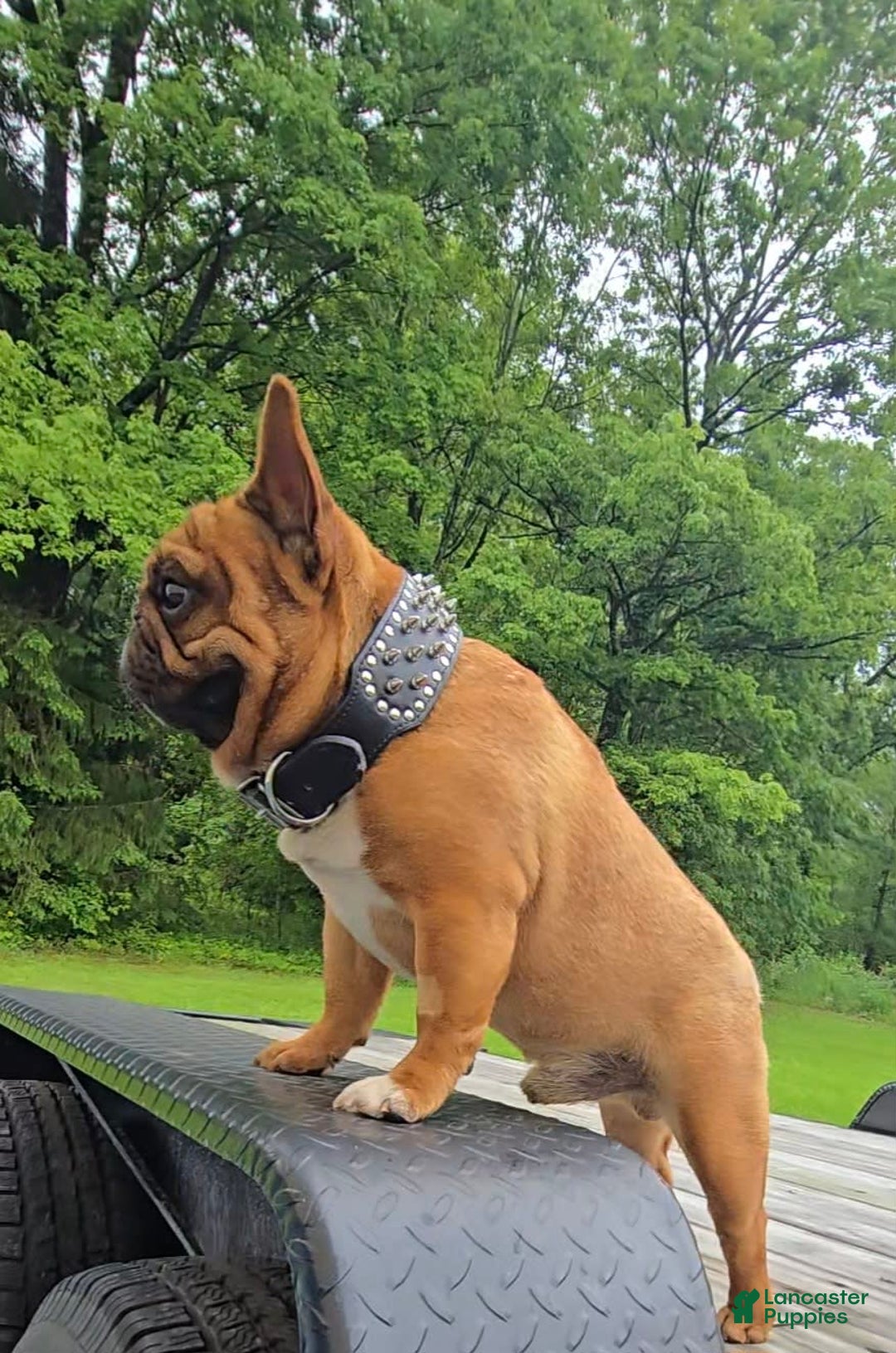French Bulldog dogs for sale: Raider - Image 35