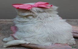 Maltese dogs for sale: Tinker - Image 17