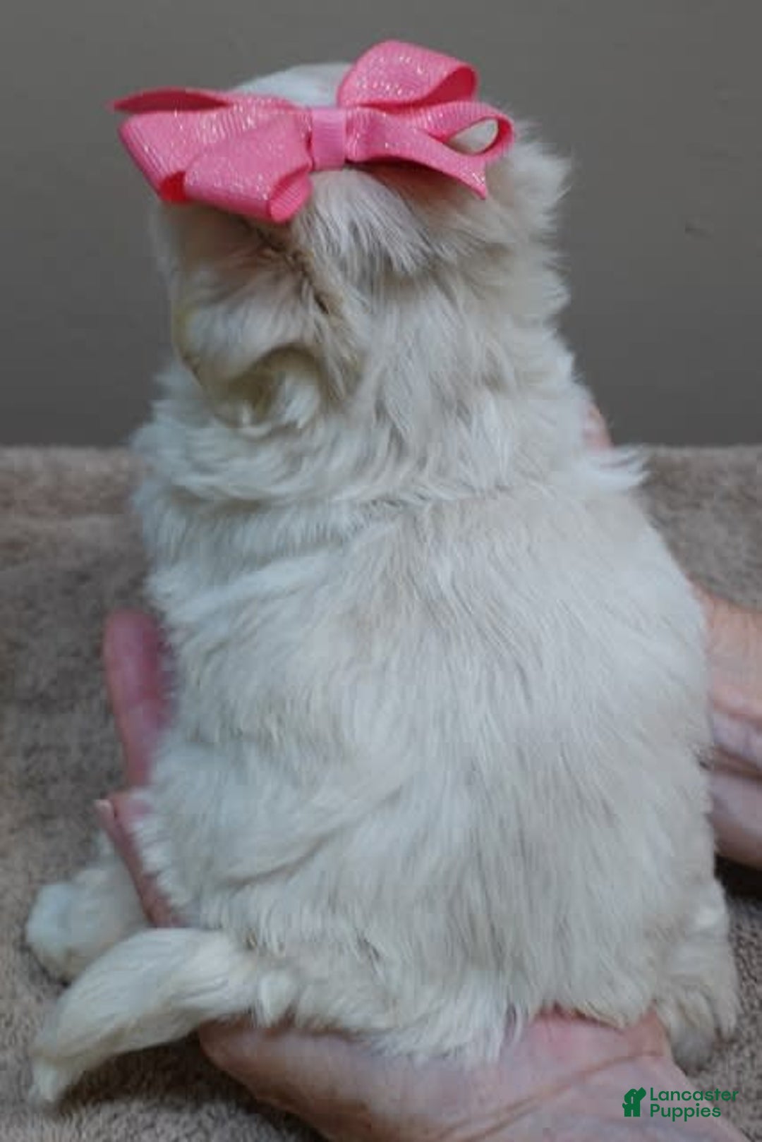 Maltese dogs for sale: Tinker - Image 17