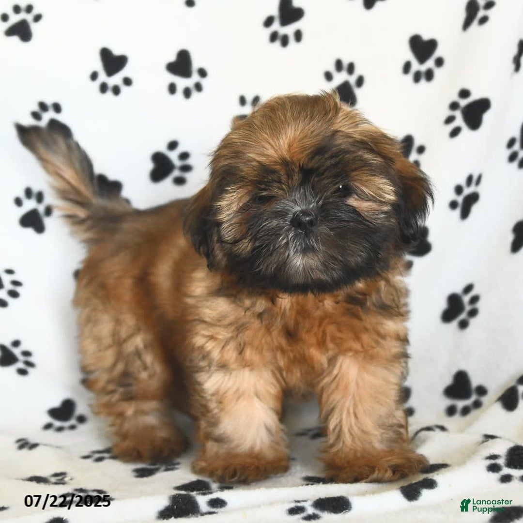 Shih Tzu dogs for sale: Leo - Image 9