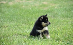 Alaskan Malamute dogs for sale: Comanche - Image 3