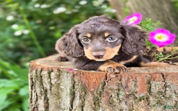Miniature Dachshund dogs for sale: Casey - Image 1