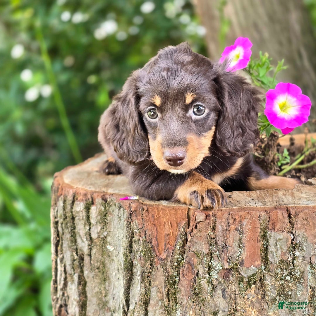 Miniature Dachshund dogs for sale: Casey - Image 1