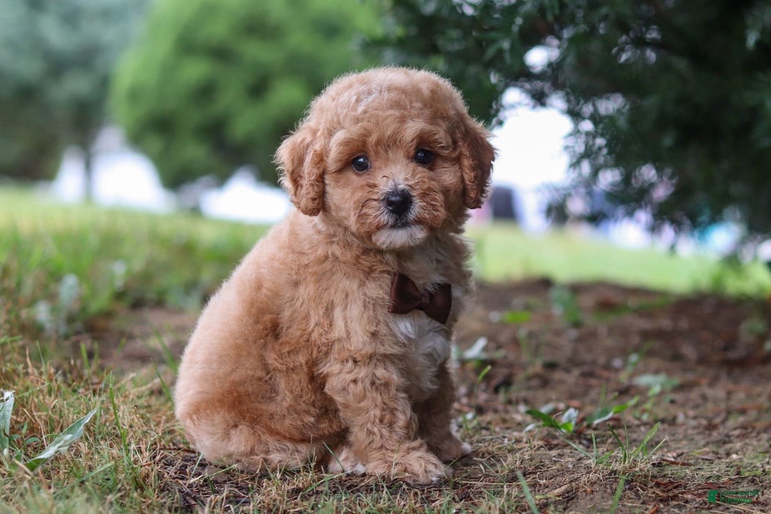 Maltipoo dogs for sale: Tobias - Image 1