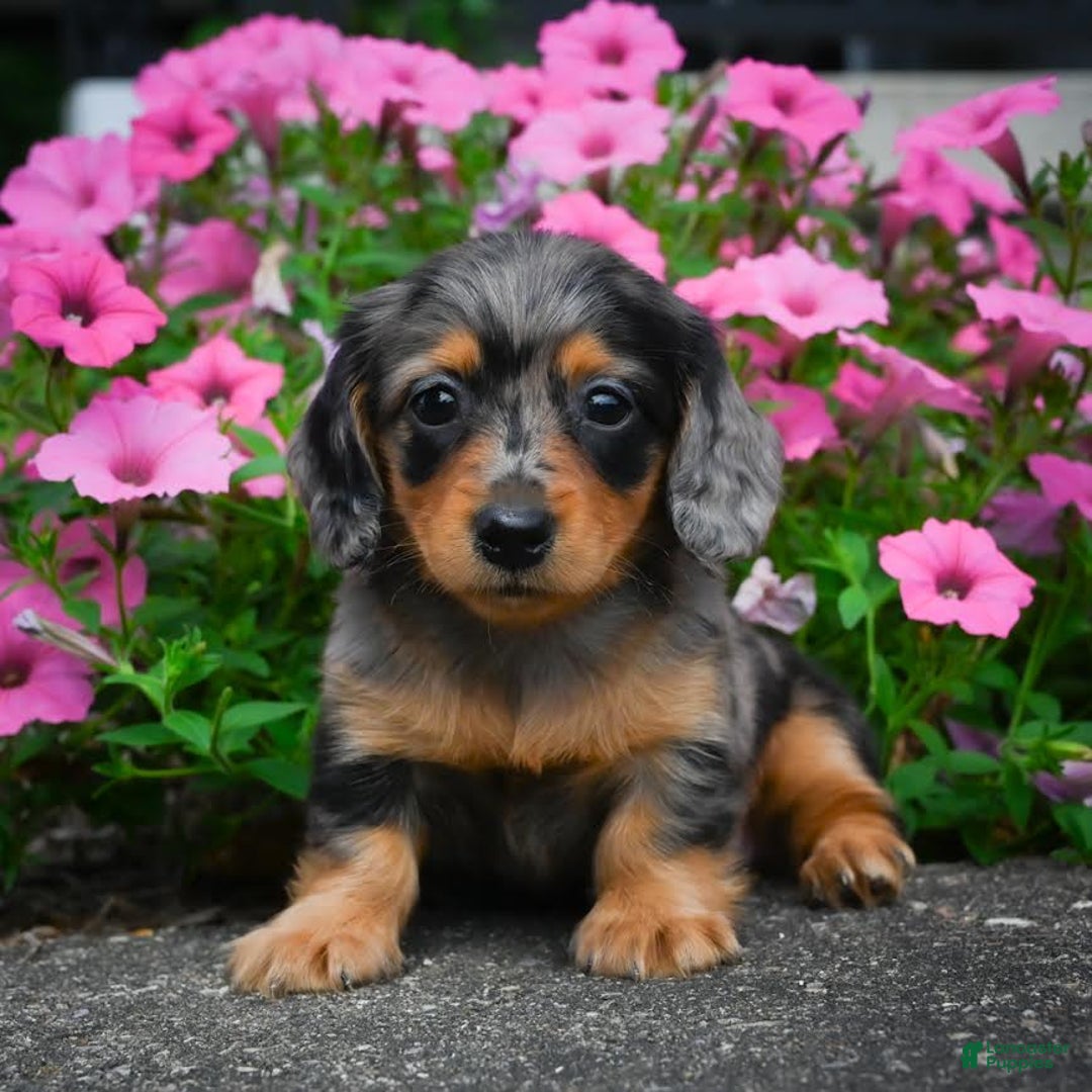 Miniature Dachshund dogs for sale: Shadow - Image 4