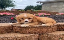 Cavapoo dogs for sale: Chester - Image 4