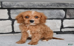 Cavapoo dogs for sale: Benson - Image 2