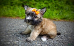 Morkie dogs for sale: Rare Gold Flame - Image 9