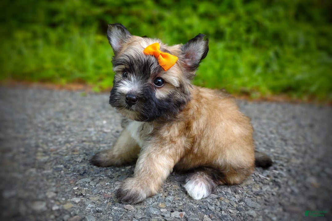 Morkie dogs for sale: Rare Gold Flame - Image 9