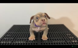 American Bully dogs for sale: Big Mama - Image 1