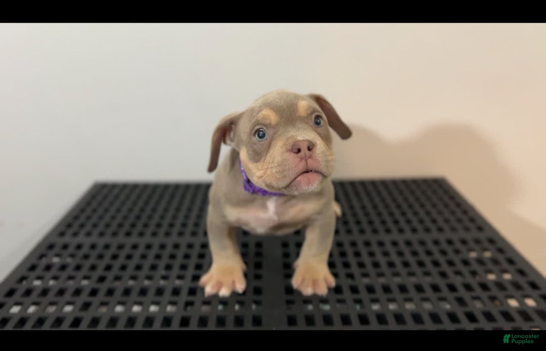 American Bully dogs for sale: Big Mama - Image 1