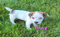 Jack Russell Terrier dogs for sale: Roxy - Image 2