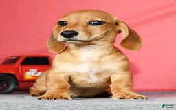 Miniature Dachshund dogs for sale: Diego - Image 6