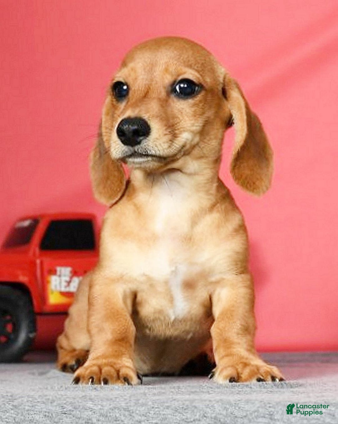 Miniature Dachshund dogs for sale: Diego - Image 6