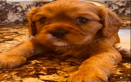 Cavalier King Charles Spaniel dogs for sale: Ruby - Image 5