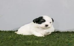 Shihpoo dogs for sale: Benny - Image 12