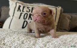 Pug dogs for sale: Champagne Male - Image 3