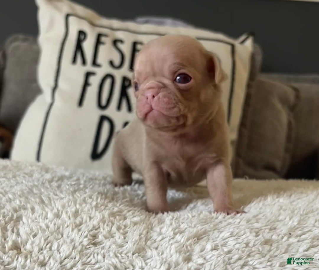 Pug dogs for sale: Champagne Male - Image 3