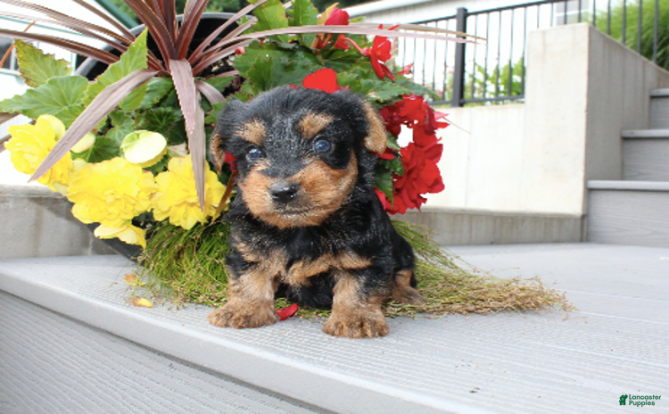 Yorkshire Terrier dogs for sale - Ad 3