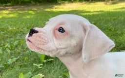 Boxer dogs for sale: Skye - Image 3