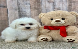 Bichon Frise dogs for sale: Basil - Image 1