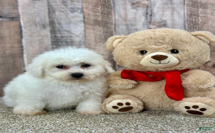 Bichon Frise dogs - Advert 3