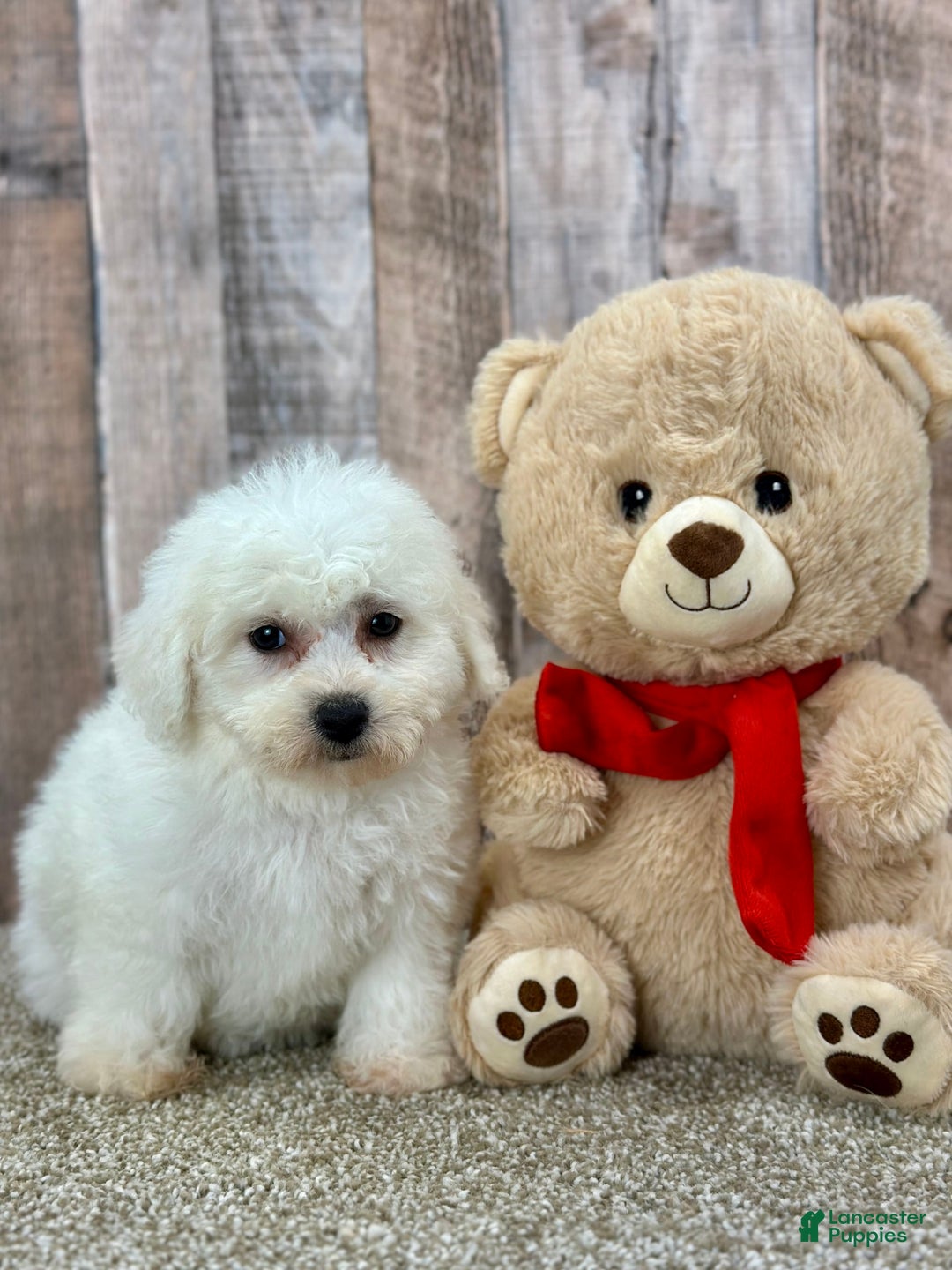 Bichon Frise dogs for sale: Basil - Image 1