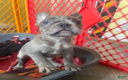 French Bulldog dogs for sale: Luna - Image 20