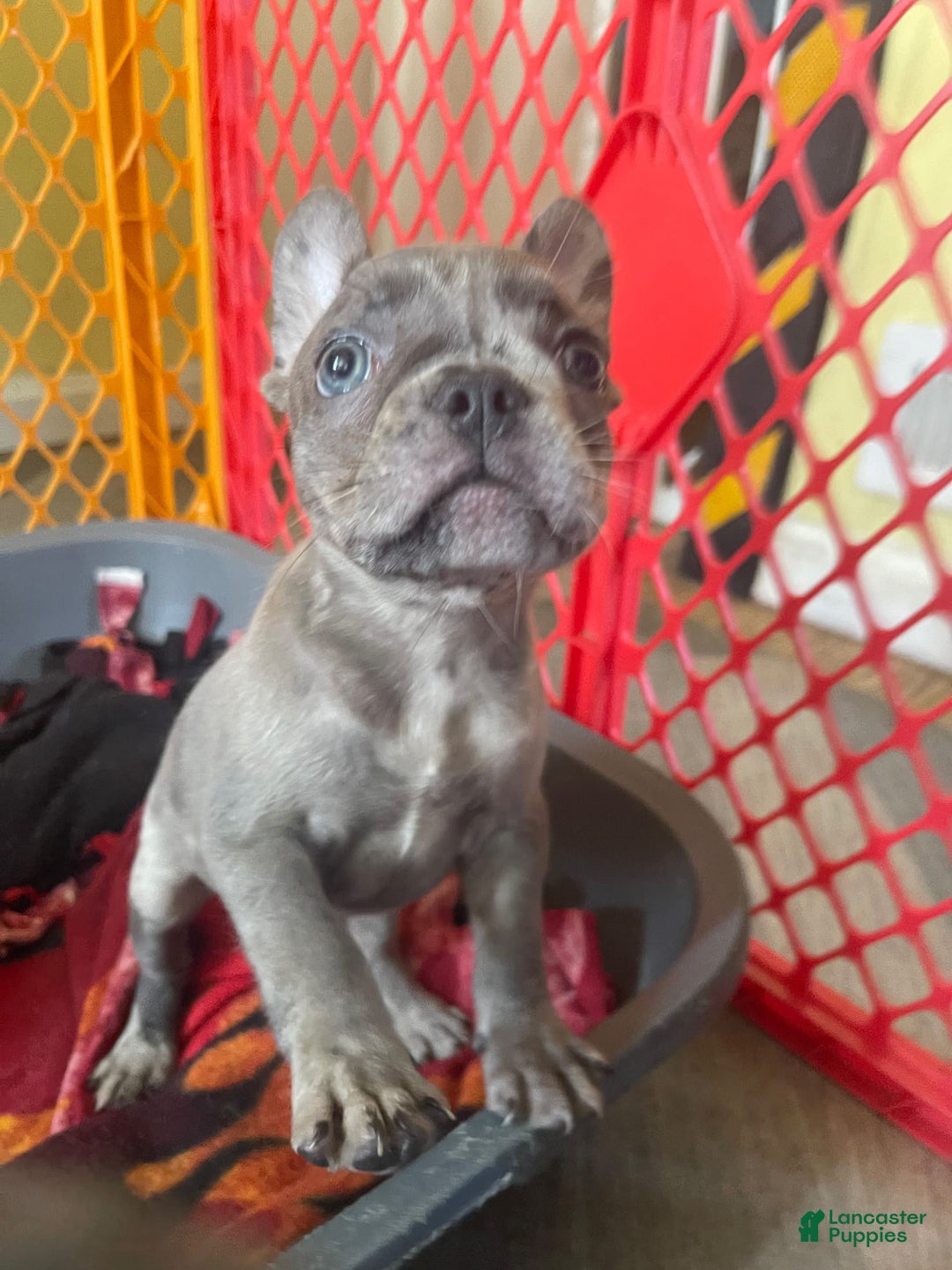 French Bulldog dogs for sale: Luna - Image 20