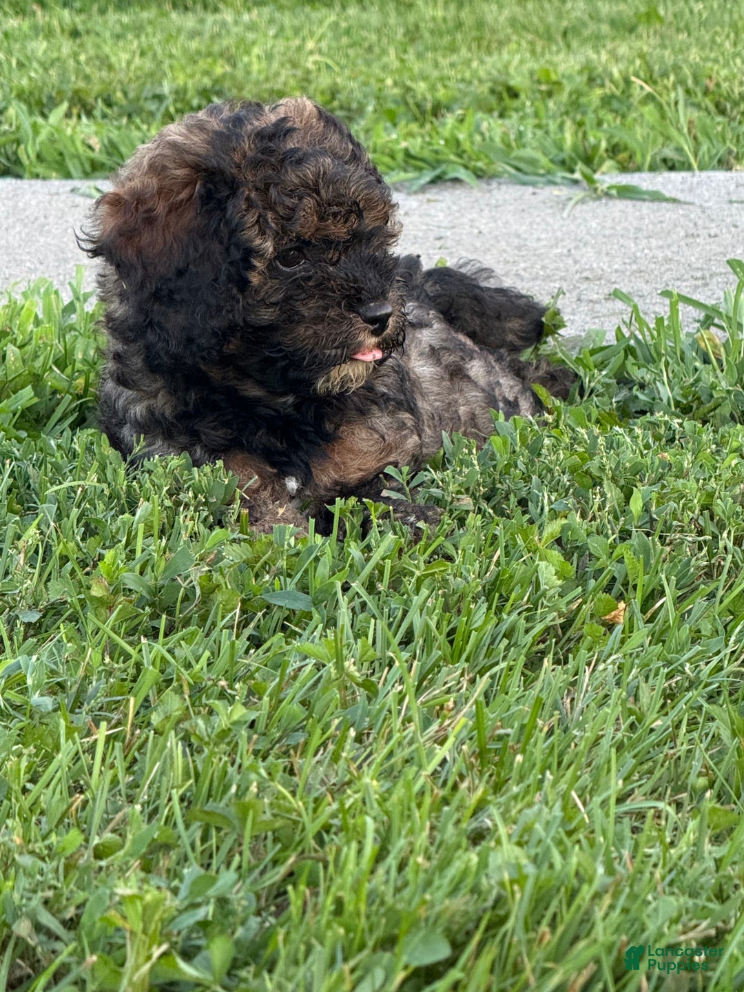 Cockapoo dogs for sale: Buster - Image 3