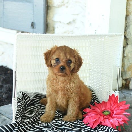 Cavapoo dogs for sale - Ad 4